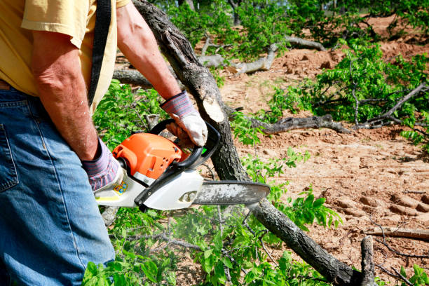 Best Professional Tree Care  in Mountain View, NC